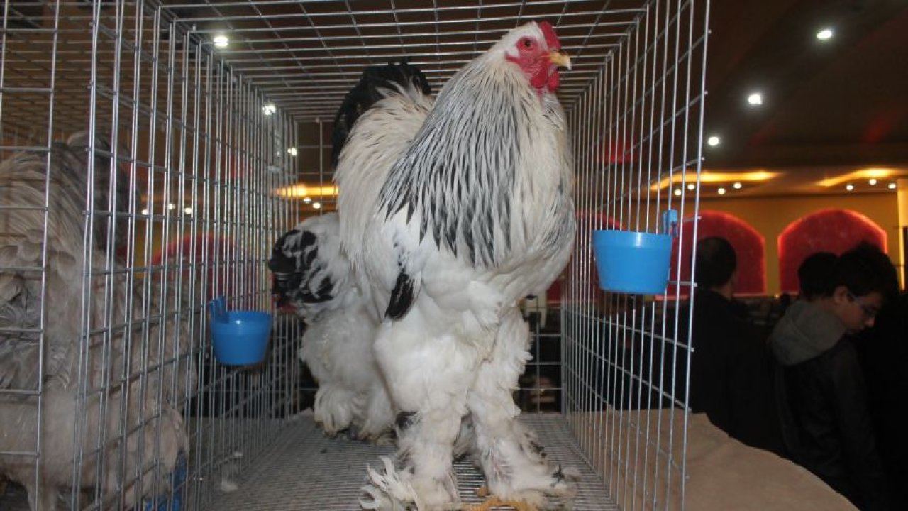 Süs tavukları müzayedede