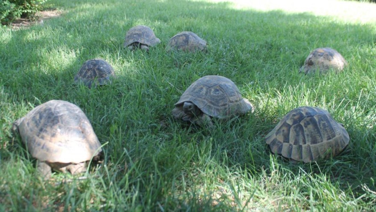 Kaplumbağalar parkı mesken tuttu