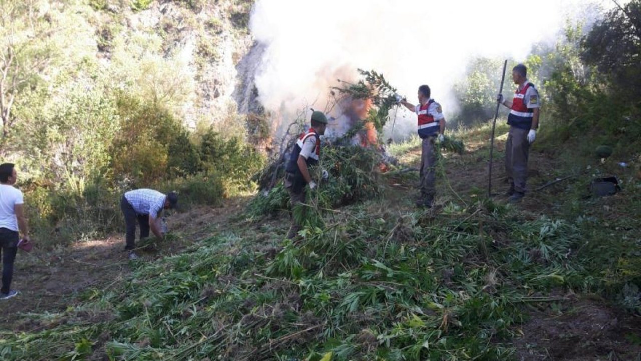 Konya’da 24 bin kök Hint keneviri ele geçirildi