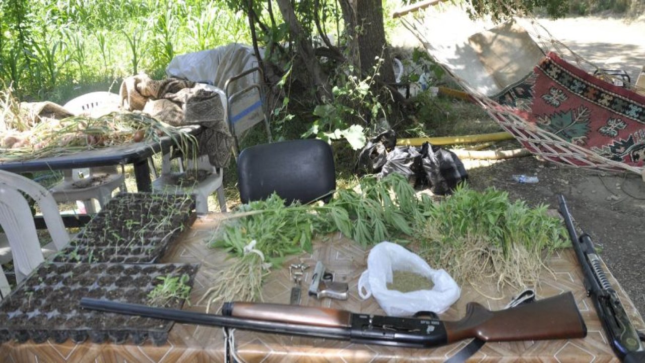 Araziye damlama sulama sistemi kurup Hint keneviri ekmiş