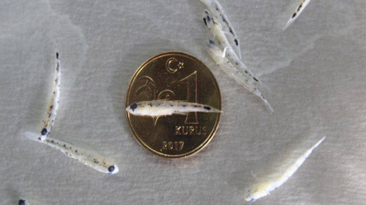 Türk bilim insanları keşfetti: 1 kuruş boyutunda balık