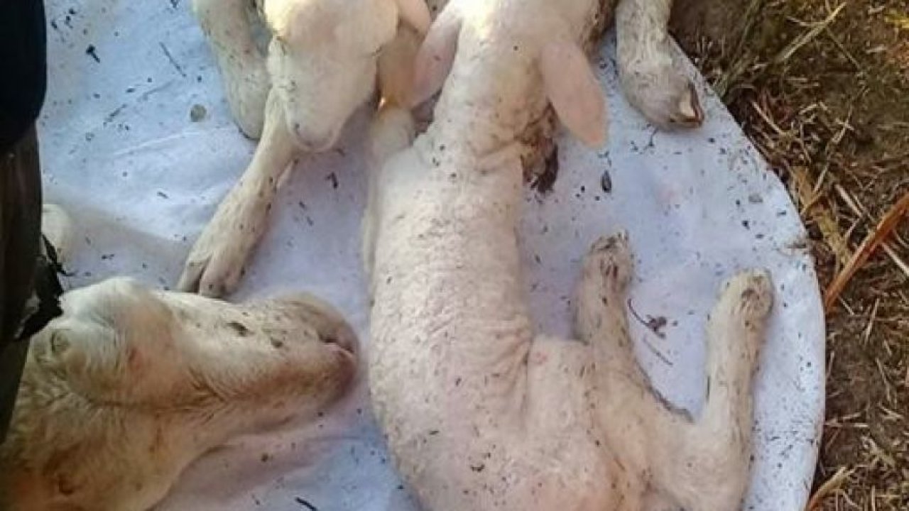 Koyunun sezaryenle doğumu tıklanma rekoru kırıyor