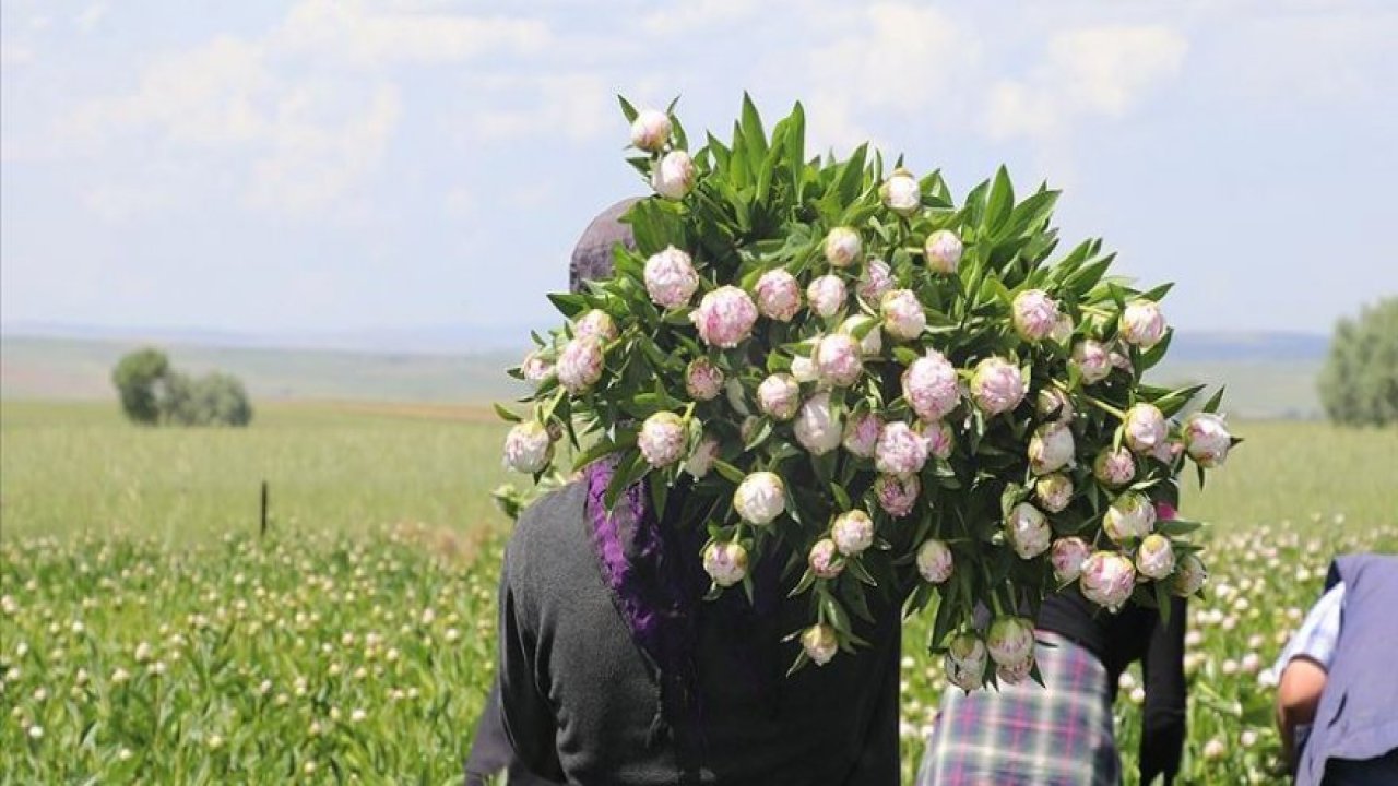 Bozkır topraklarını ‘şakayık’la tanıştırdılar