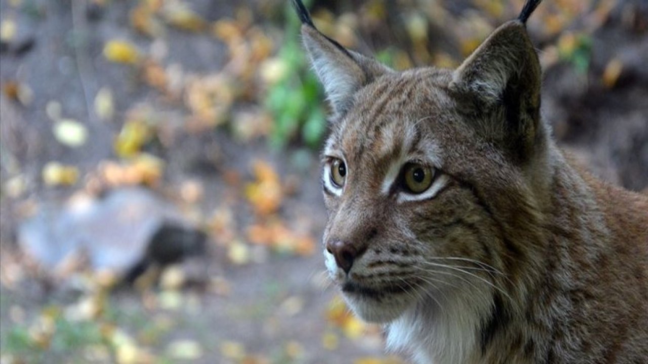 Temel besin kaynakları küçülen vaşakların boyutları da küçüldü