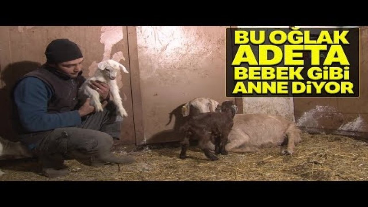 Yeni Doğan Oğlağın Bebek Gibi Anne Demesi Görenleri Şaşırtıyor