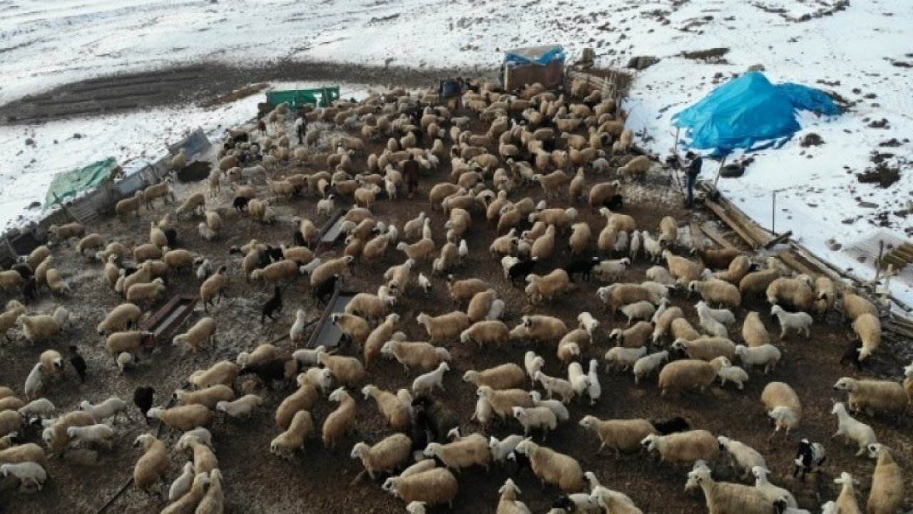 Elazığ'da kuzuların anneleriyle muhteşem buluşması