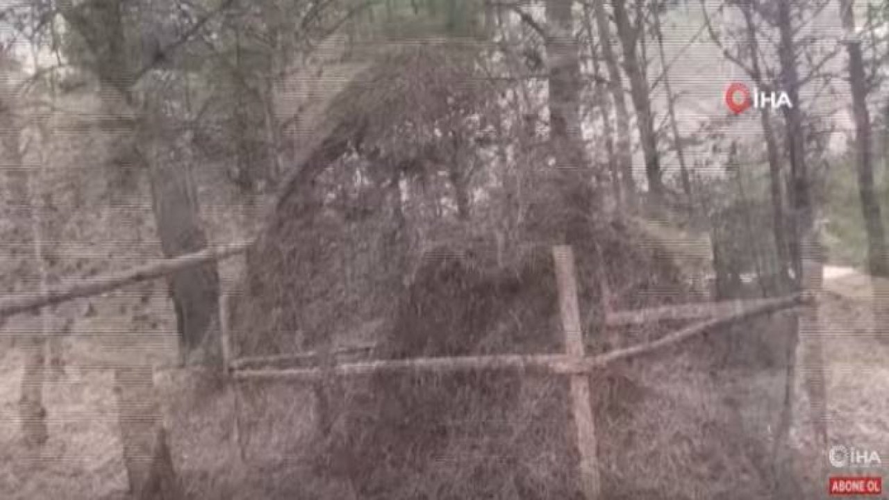 Ormandaki Dev Karınca Yuvasını Görenler Gözlerine İnanamadı