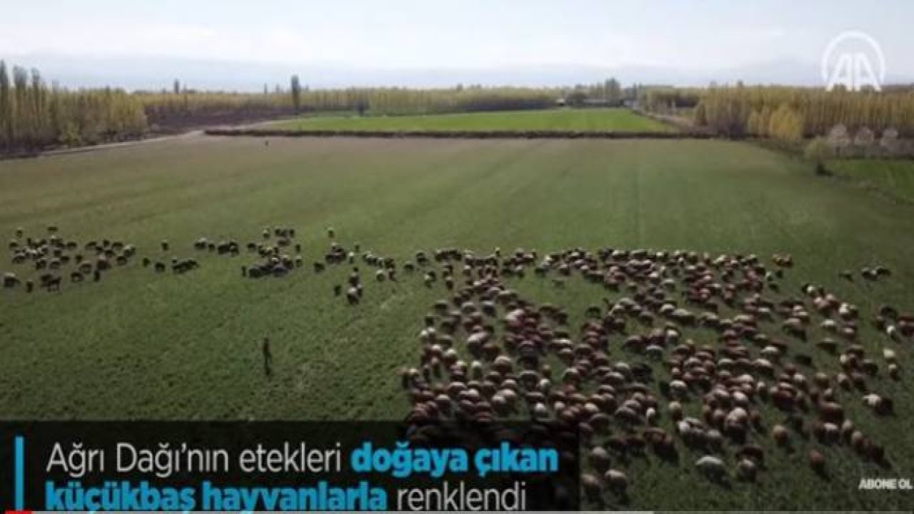 Ağrı Dağı'nın etekleri doğaya çıkan küçükbaş hayvanlarla renklendi