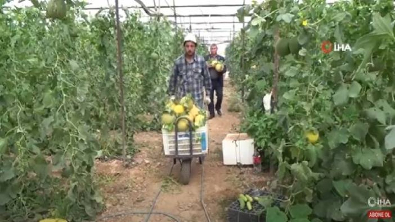 Kavun üreticinin yüzünü güldürüyor