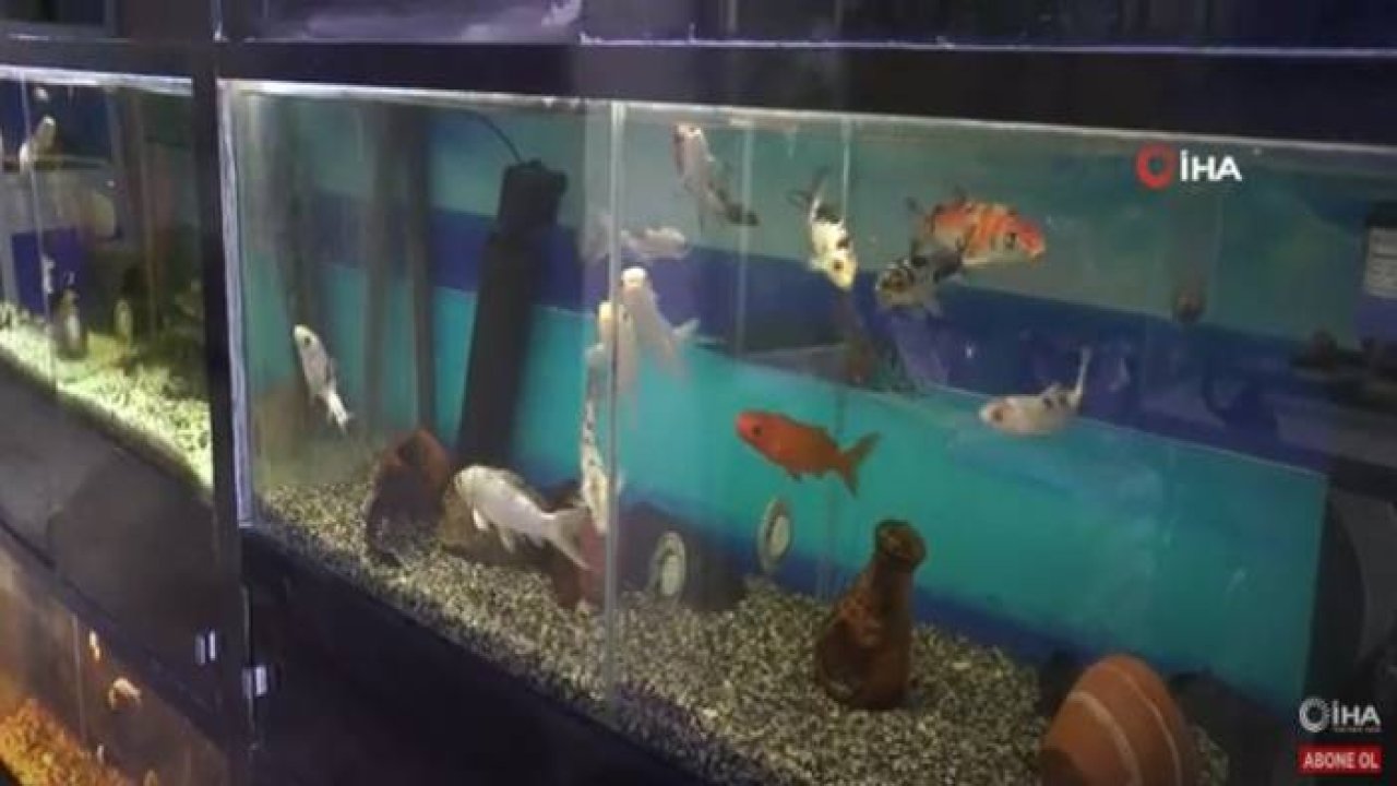 Süs Hayvanlarına Talep Arttı, Pet Shoplar Taleplere Yetişemiyor