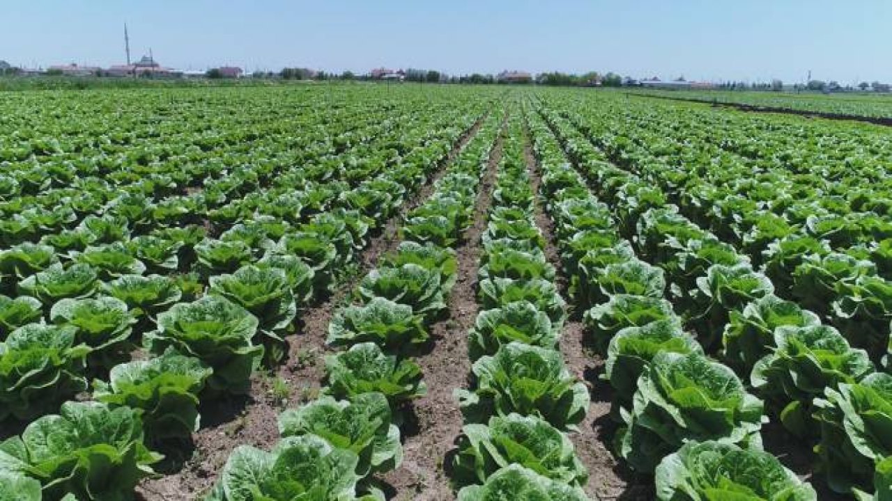 Konya Çiftçisinin Marul Üretim Hedefi Yükseliyor