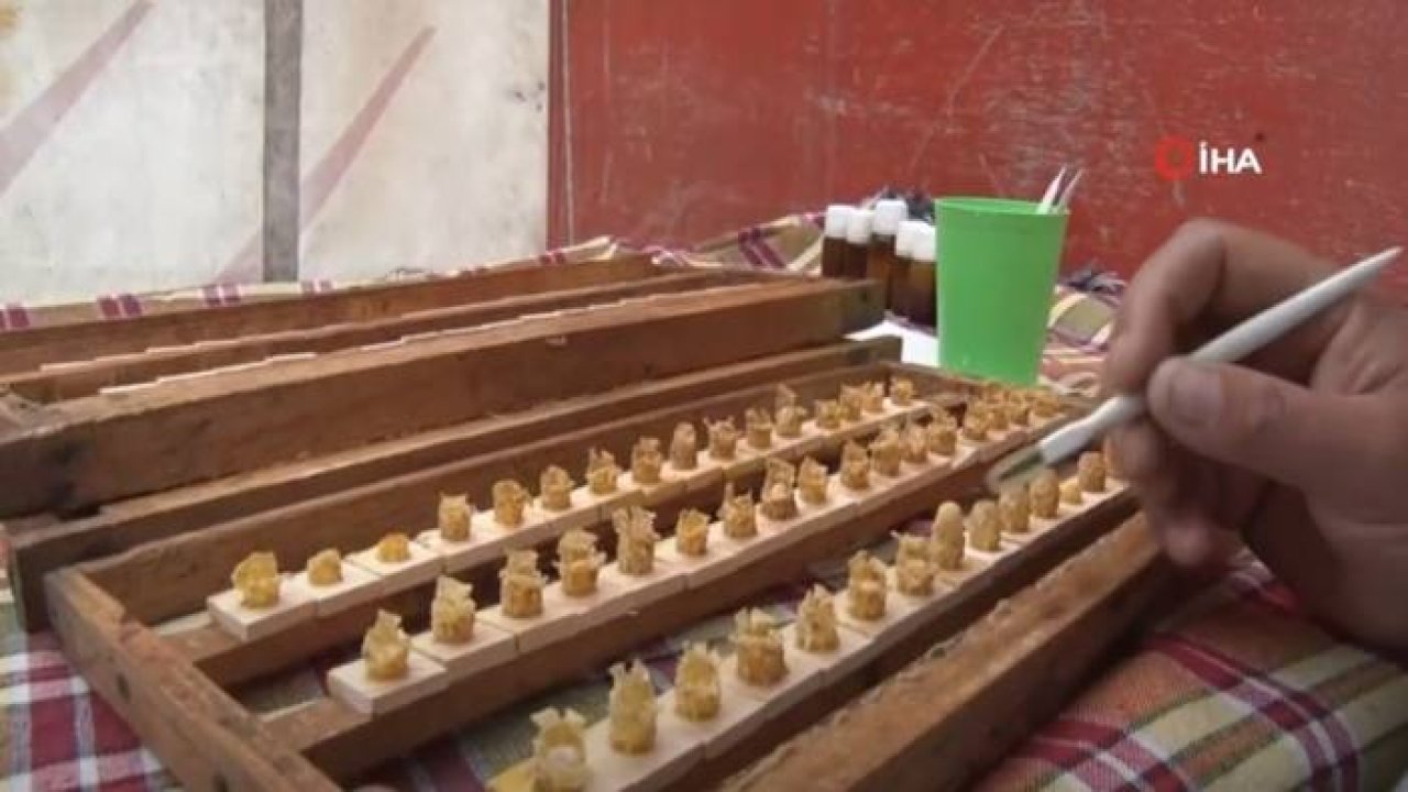 Arı Sütü Gram ile Satılıyor, Kilosu: 8 Bin TL