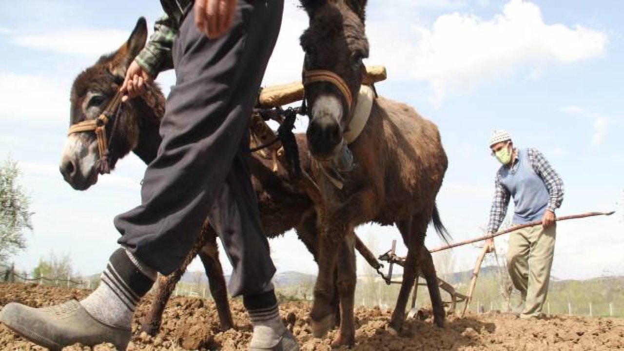 Konya'da Eşeklerle Tarım, Günümüzde de Revaçta