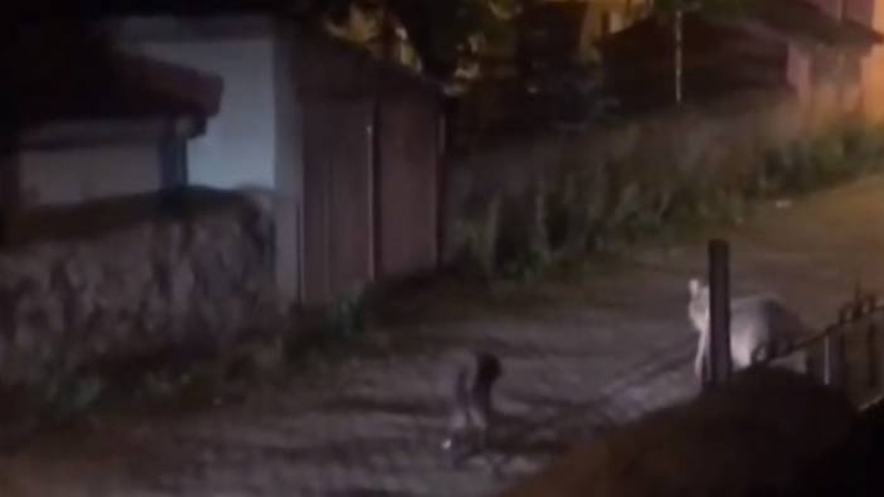 "Cesur" mahalleye inen bozayıların korkulu rüyası oldu