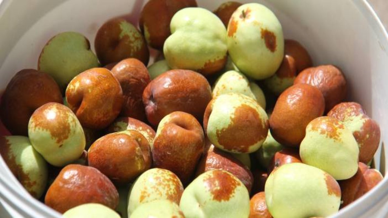 Beyşehir’de hünnap meyvesi üretimi yaygınlaştırılacak