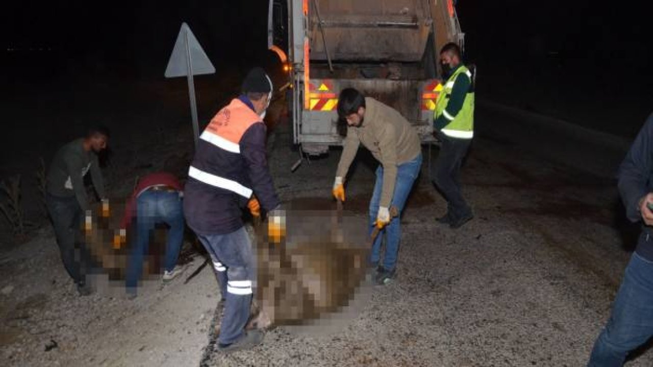 Otomobil koyun sürüsüne daldı, 30 koyun telef oldu