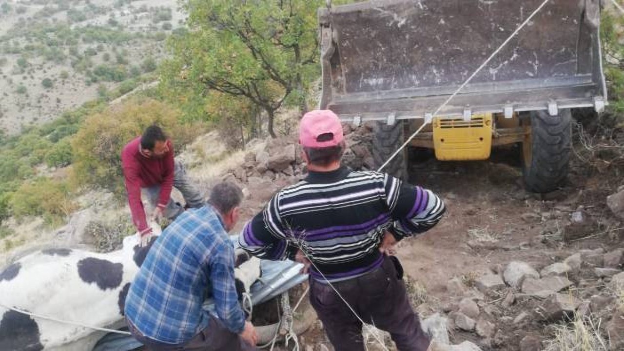 Uçuruma düşen inek kurtarıldı