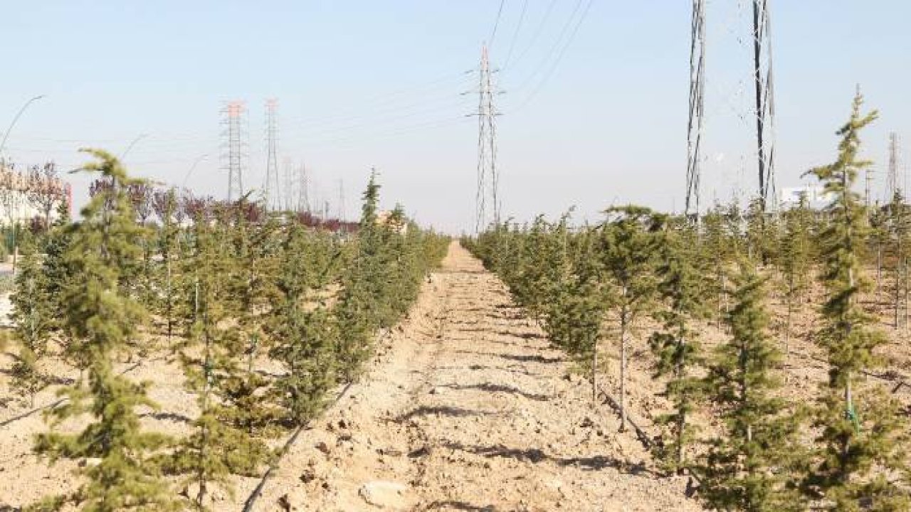 Konya’da dikilen geleceğe nefes olacak fidanlar büyüyor
