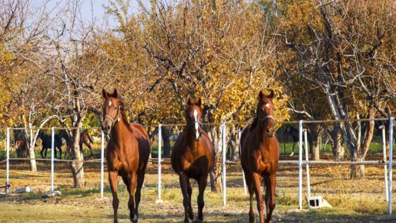 Bozkırın ortasında şampiyonlar yetiştiren haralar ziyaretçilerine at sevgisini aşılıyor