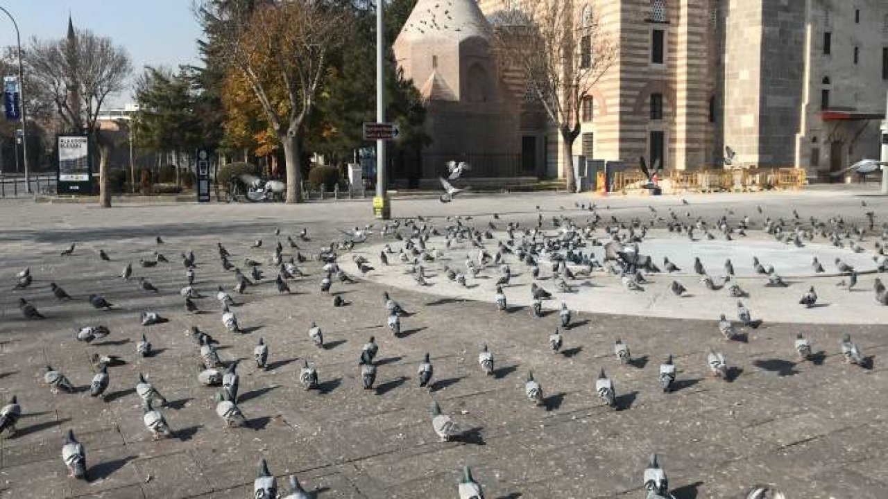 Konya’da sokak ve caddeler sokak hayvanlarına ve kuşlara kaldı