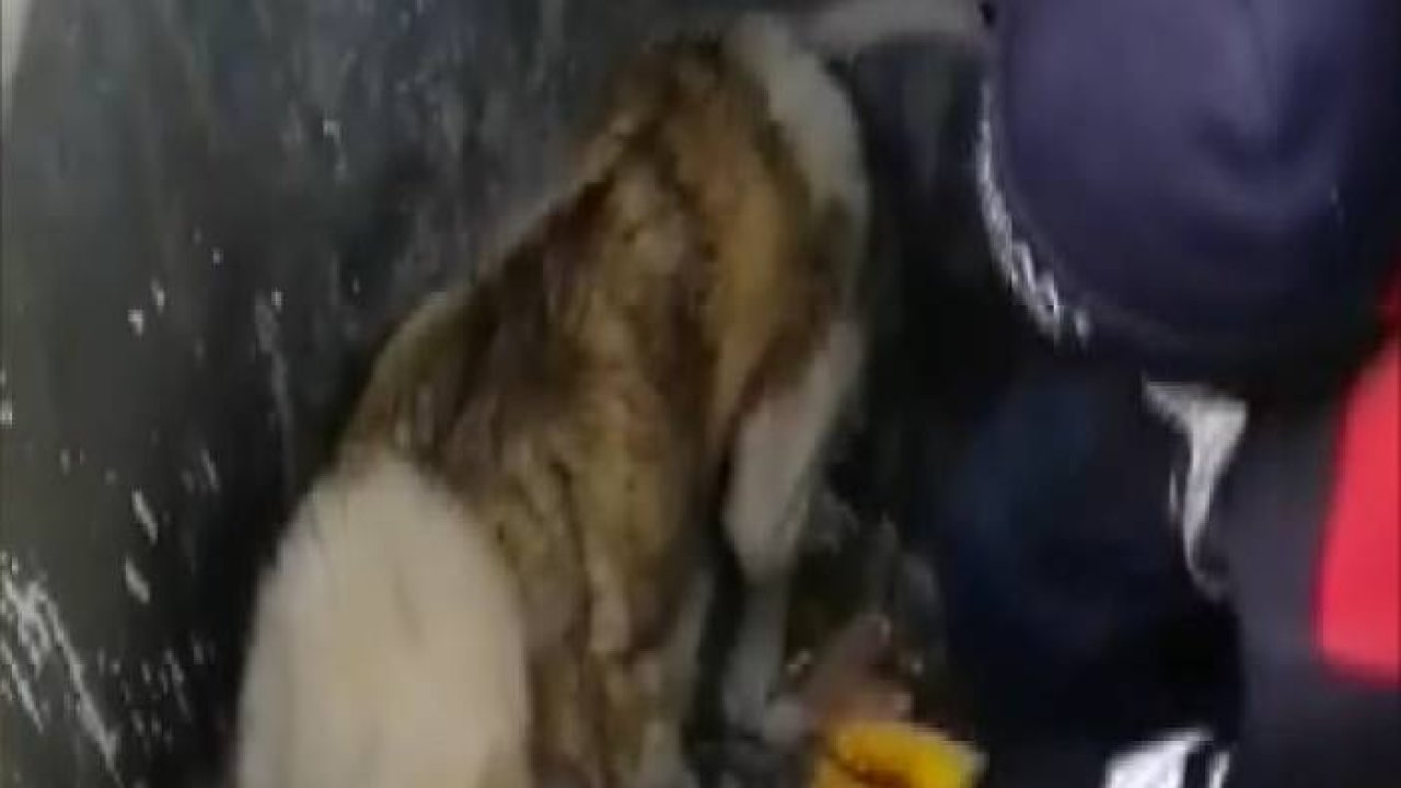 Konya'da çöpün içine düşen köpeği temizlik görevlisi kurtardı