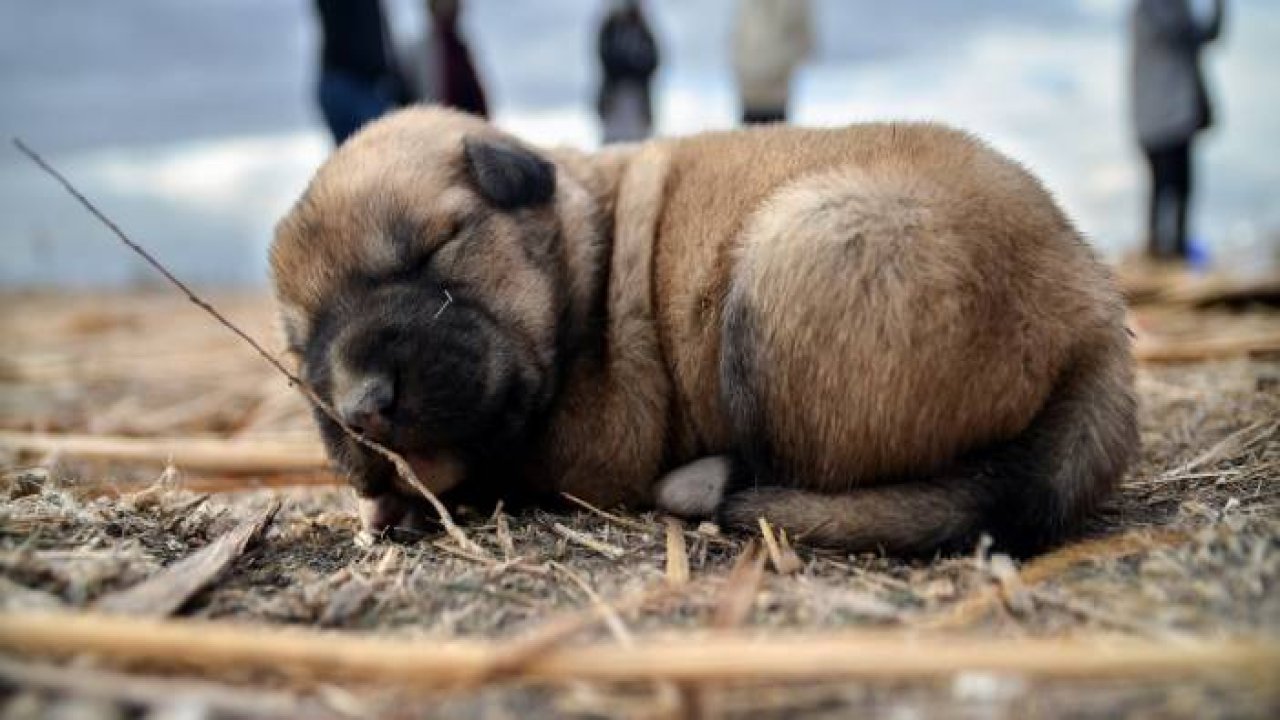 Kulübesi yakılarak telef edilmiş 9 yavru köpek bulundu