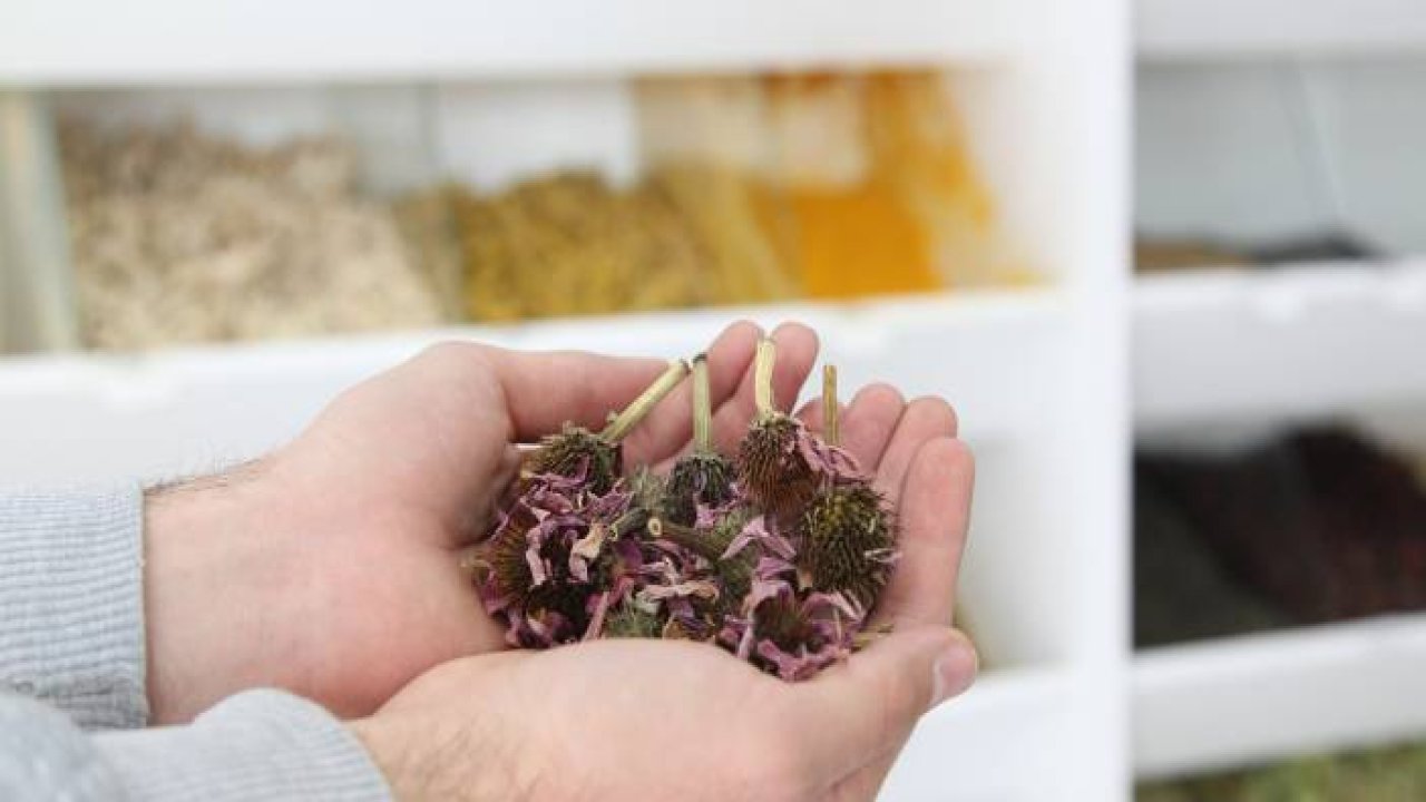 Sıcaklık farkının vücuda zararına ekinezya çaylı çözüm