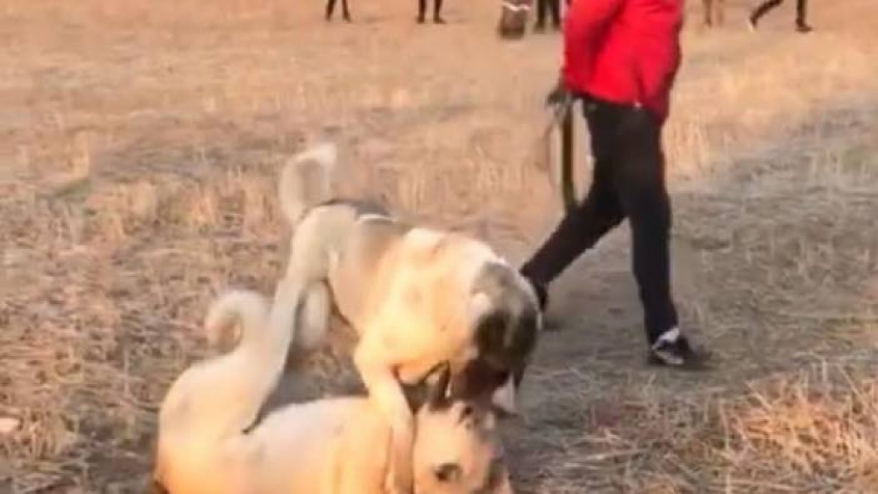 Köpekleri dövüş adı altında birbirine parçalattılar