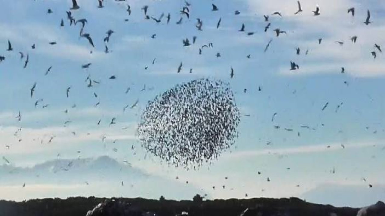 Konya’da sığırcıkların görsel dansı