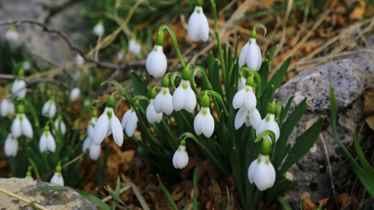 Orta Toroslarda kardelenler kara hasret çiçek açtı