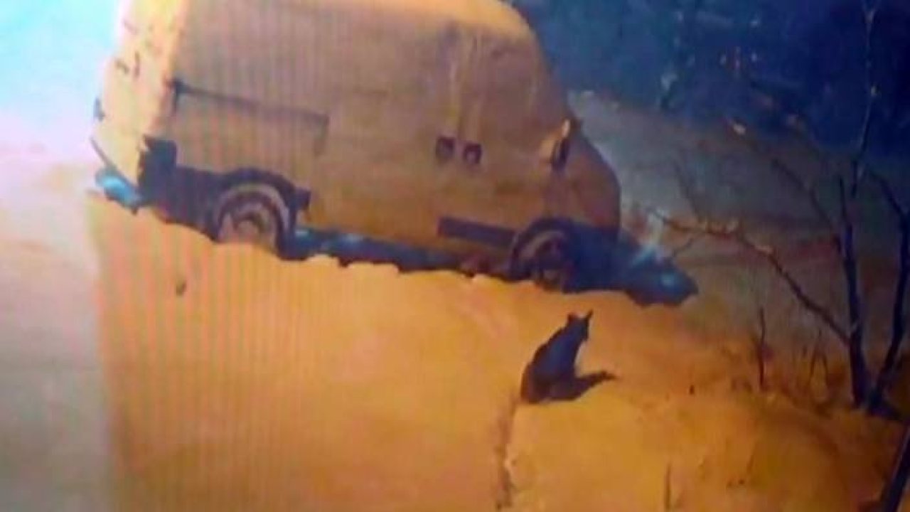 Konya’da kurtlar şehre indi