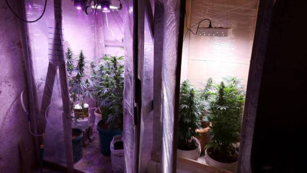 Evin bodrumundaki kenevir serası polise yakalandı