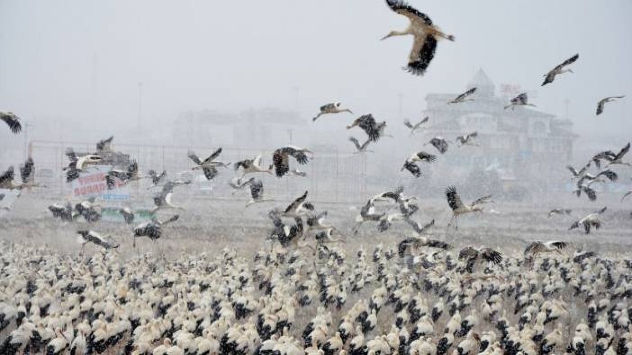 Göç yolundaki leyleklerden Konya’ya zorunlu iniş