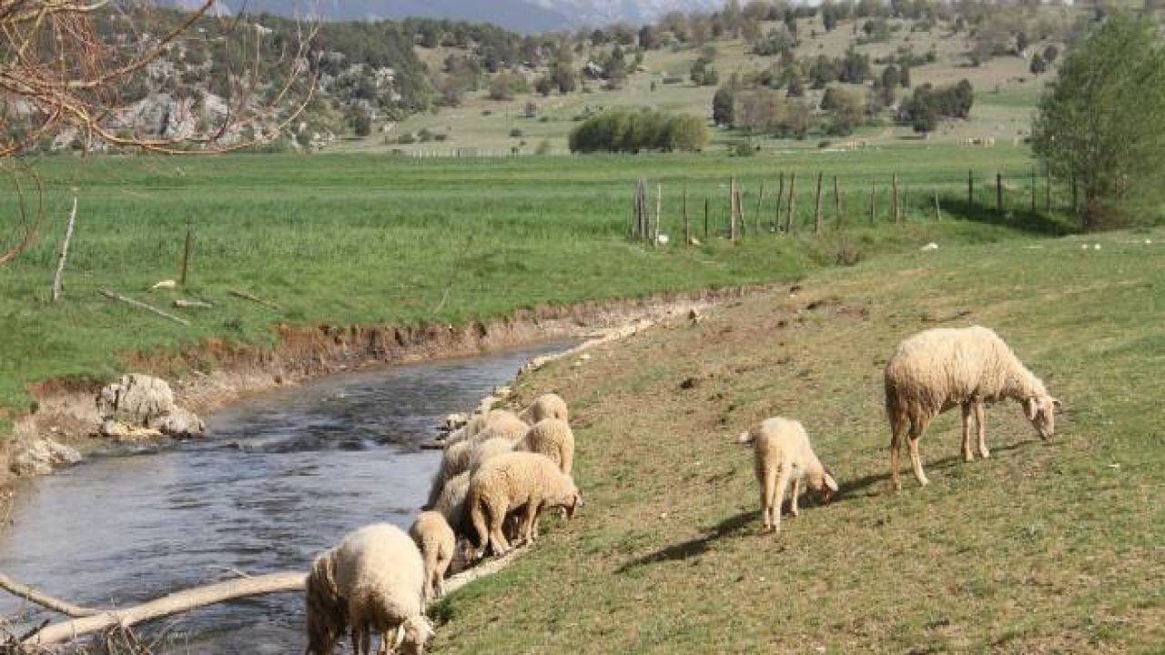 Tam kapanmada besiciler ve çobanlar yaylalarda mesaide