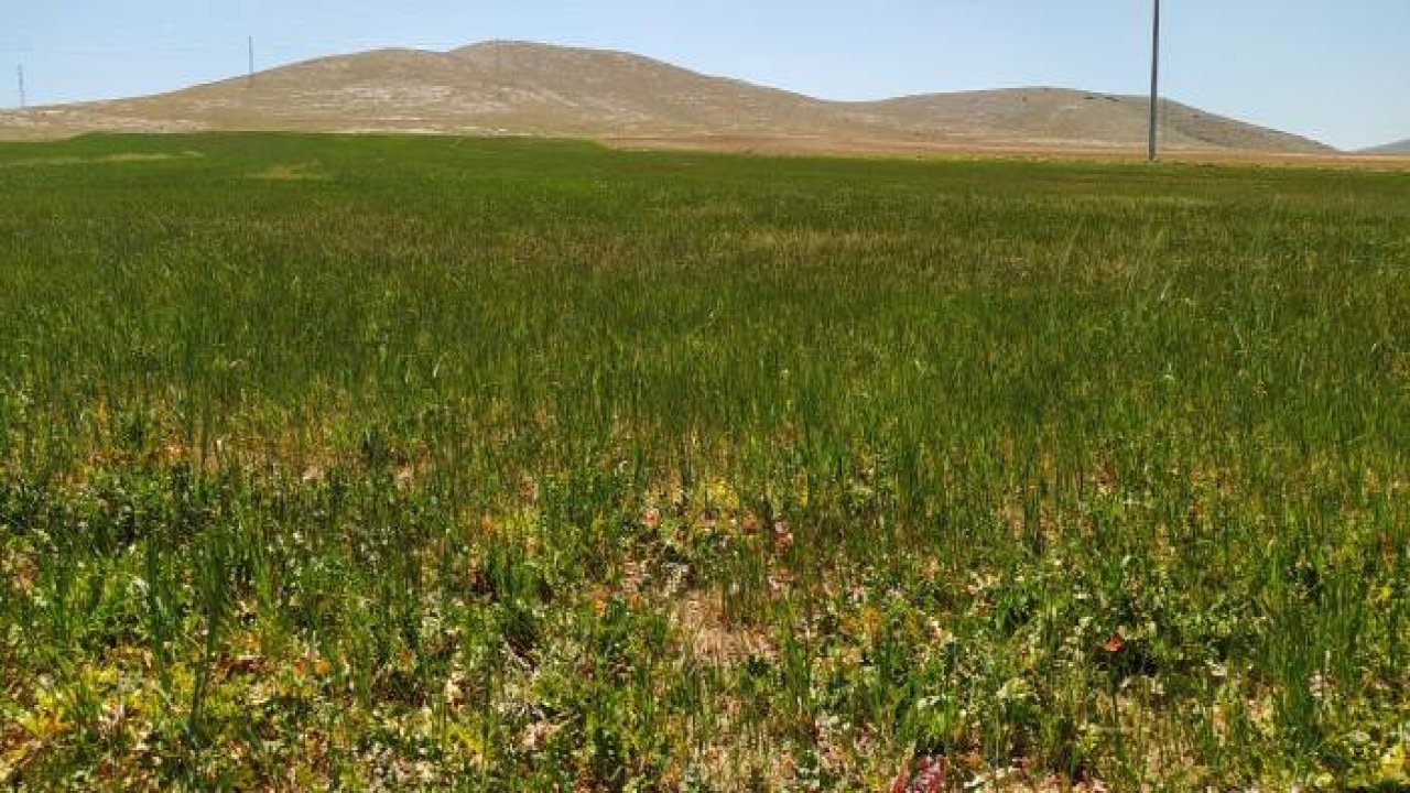 Çiftçileri kuraklık korkusu tedirgin ediyor