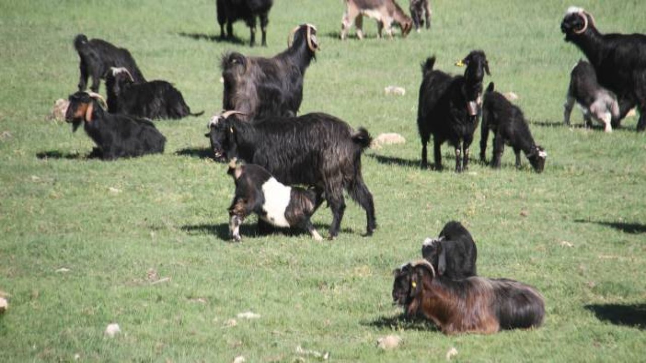 Konya’da oğlakların annelerine kavuşması renkli görüntüler oluşturdu