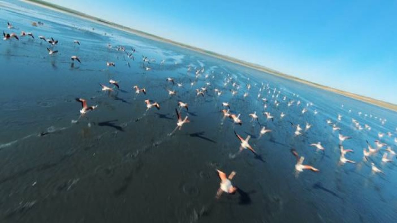 Konya'da bulunan Düden Gölü üzerindeki flamingoların dans edercesine uçtuğu anlar görsel şölen oluşturdu.