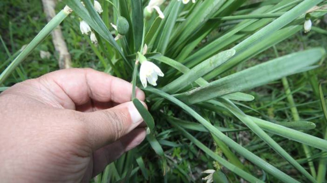 Şifa kaynağı “göl soğanı” doğa ve fotoğrafseverlerin ilgisini çekiyor