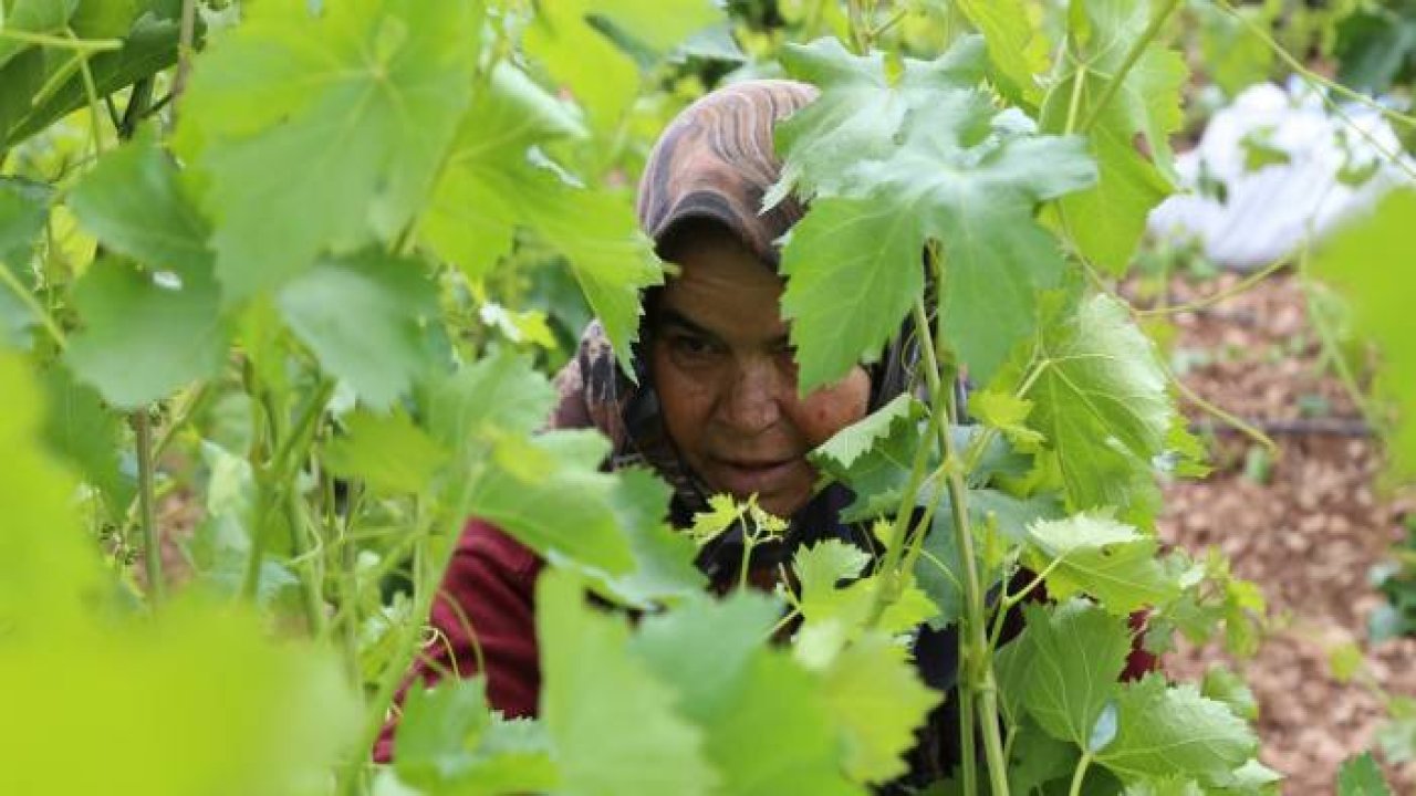 Asma yaprağı üreticiyi sevindiriyor