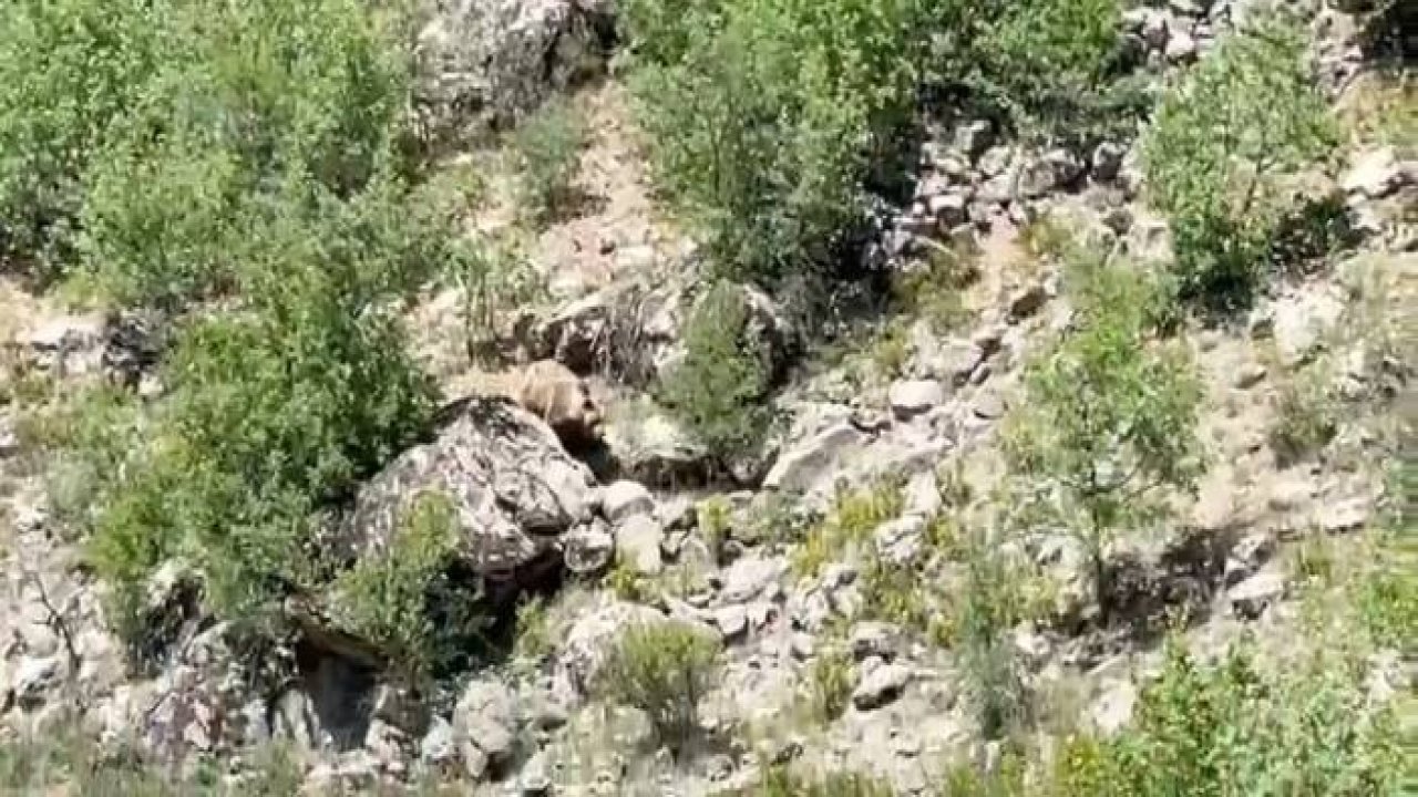 Konya'da nesli tehlike altında olan bozayı görüntülendi