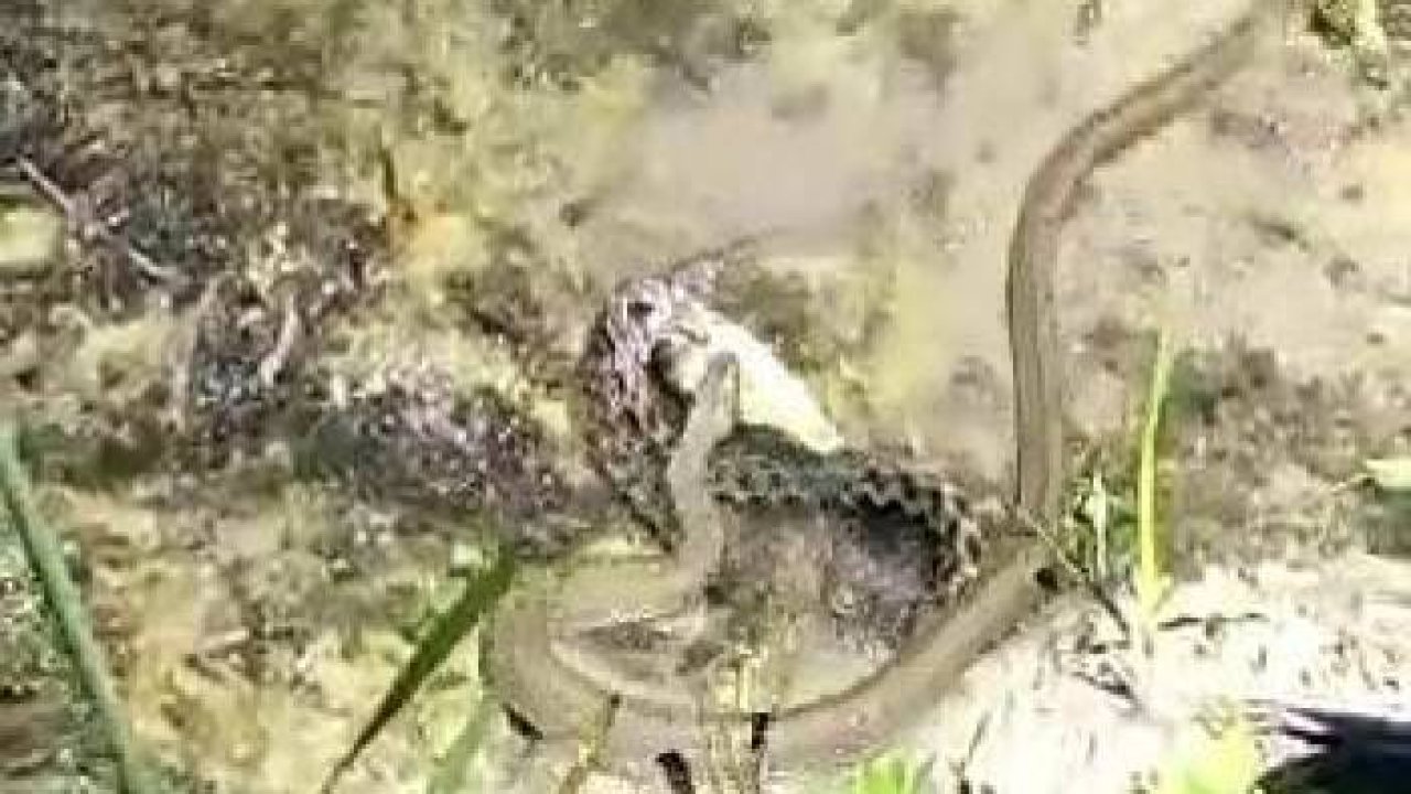 Göl kıyısında yılanların “balık” kapma kavgası