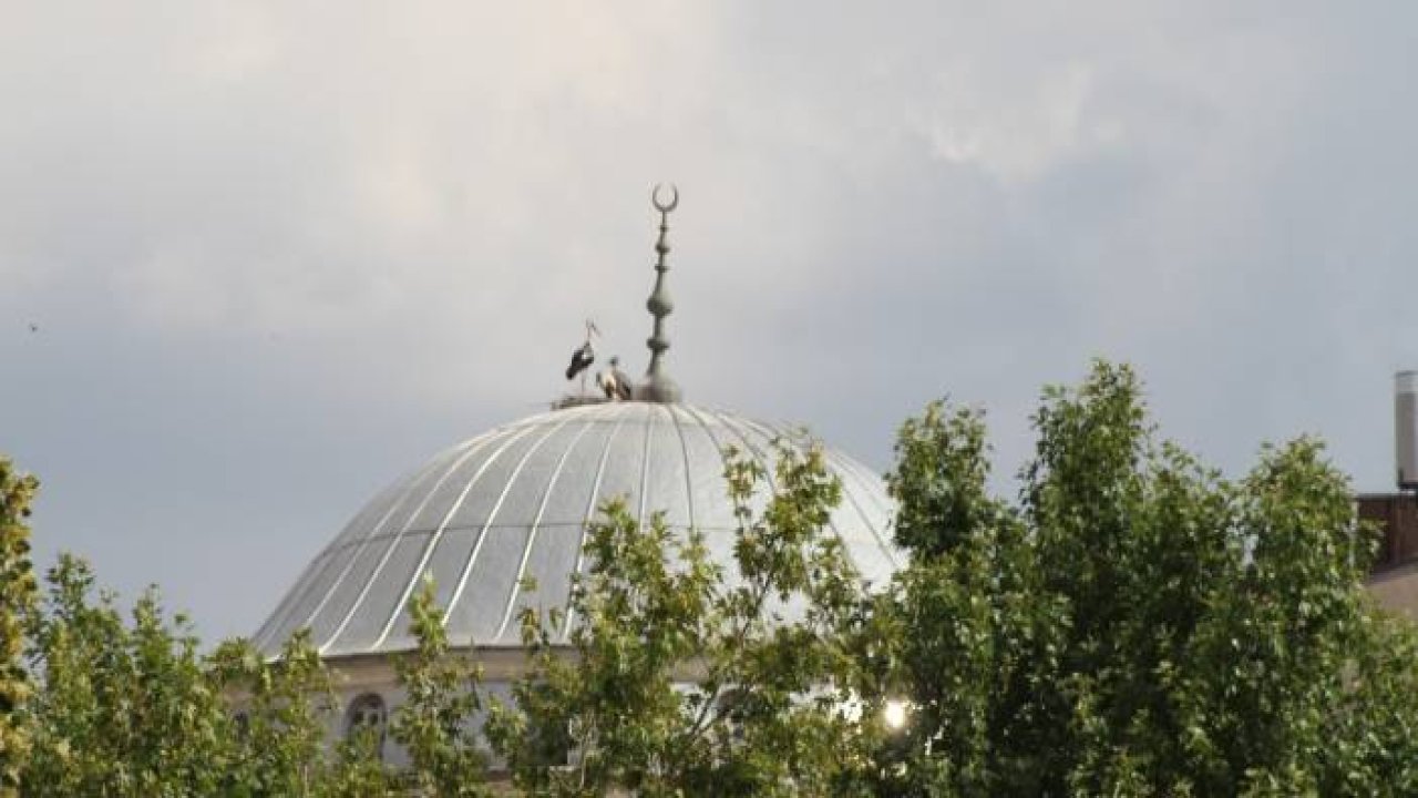 Yuvadan düşen yavru leyleği itfaiye ekipleri kurtardı