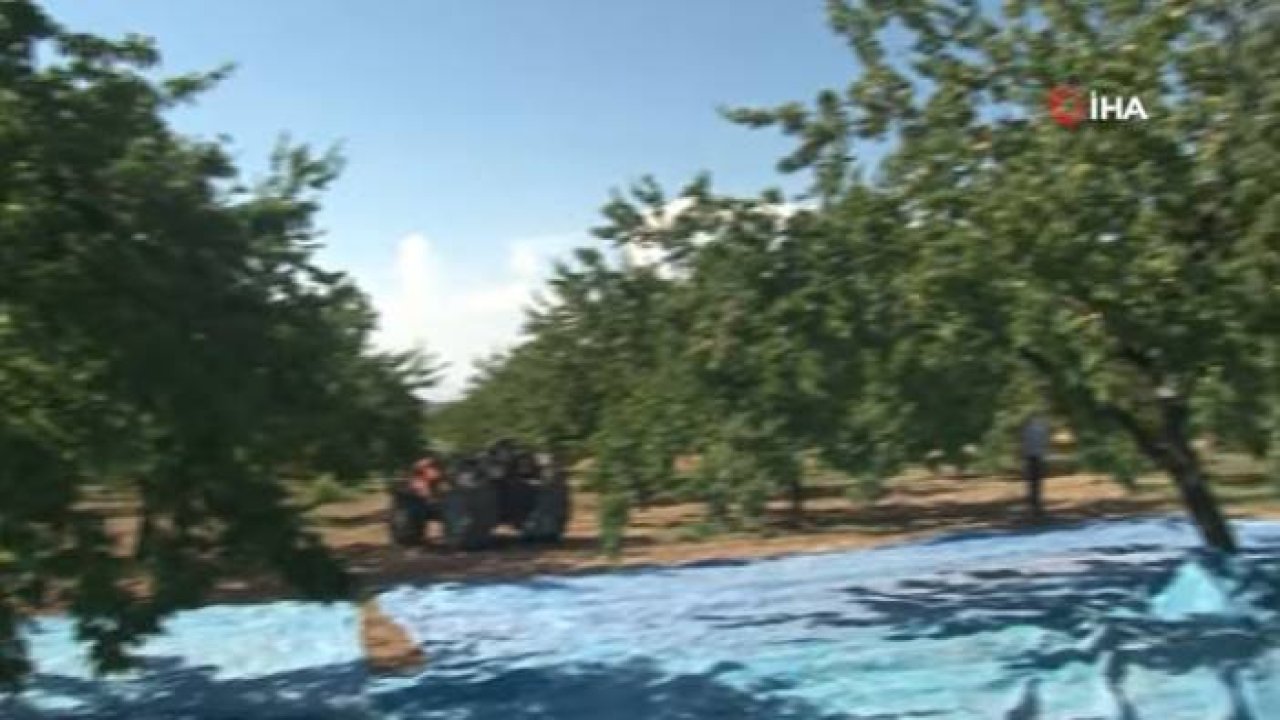 Malatya'da Kayısı Hasadı Başladı