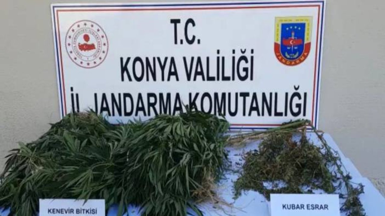 JASAT’tan yasa dışı kenevir ekenlere operasyon