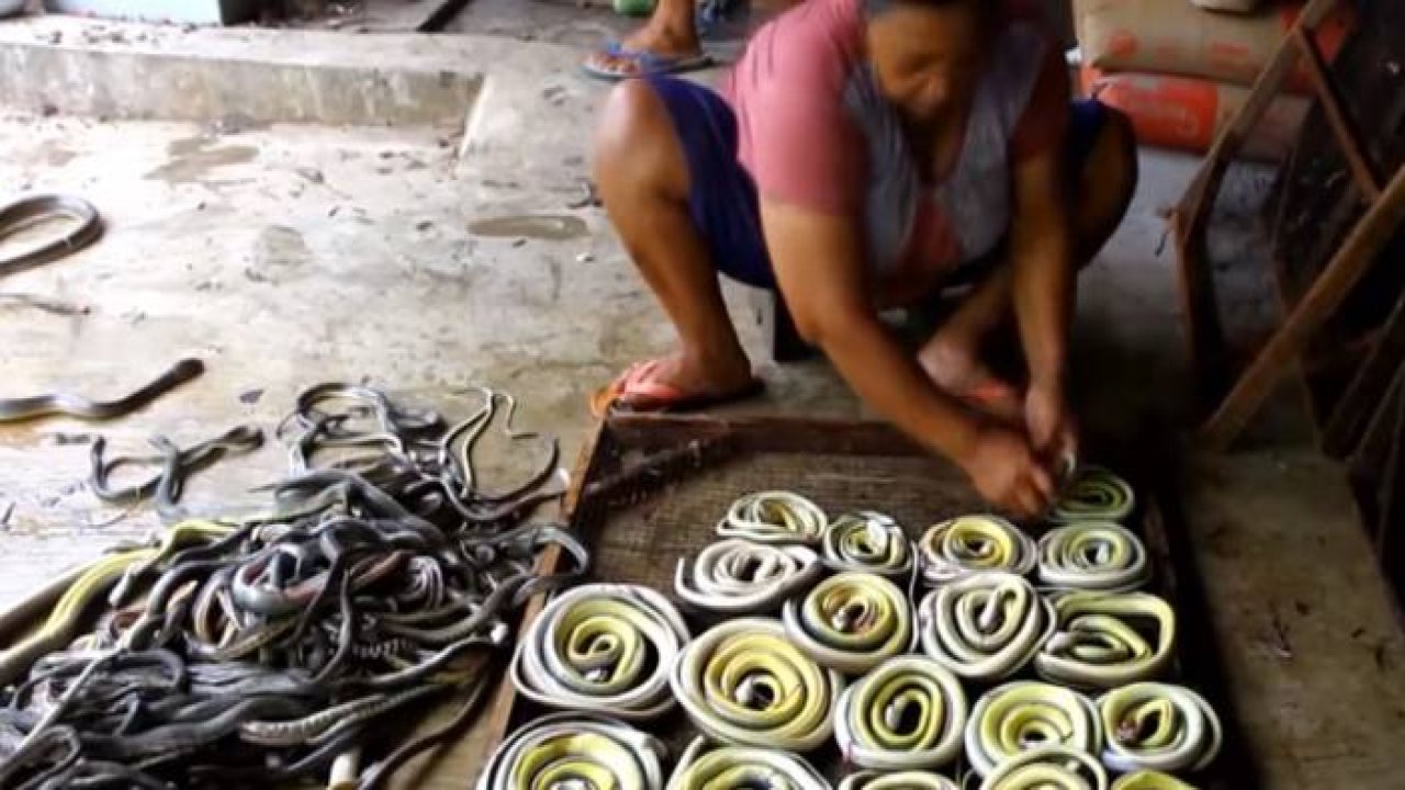 Yılanlar böyle çanta oluyor