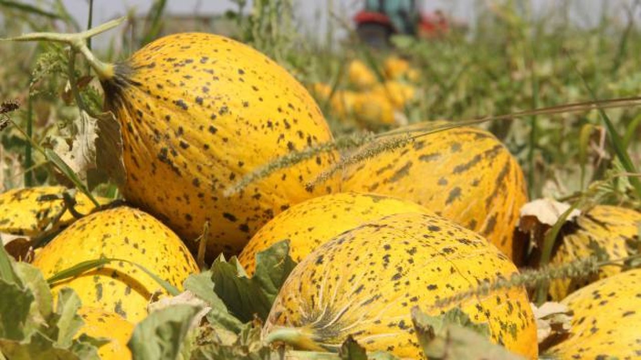 Konya Ovasında kavun hasadı zamanı