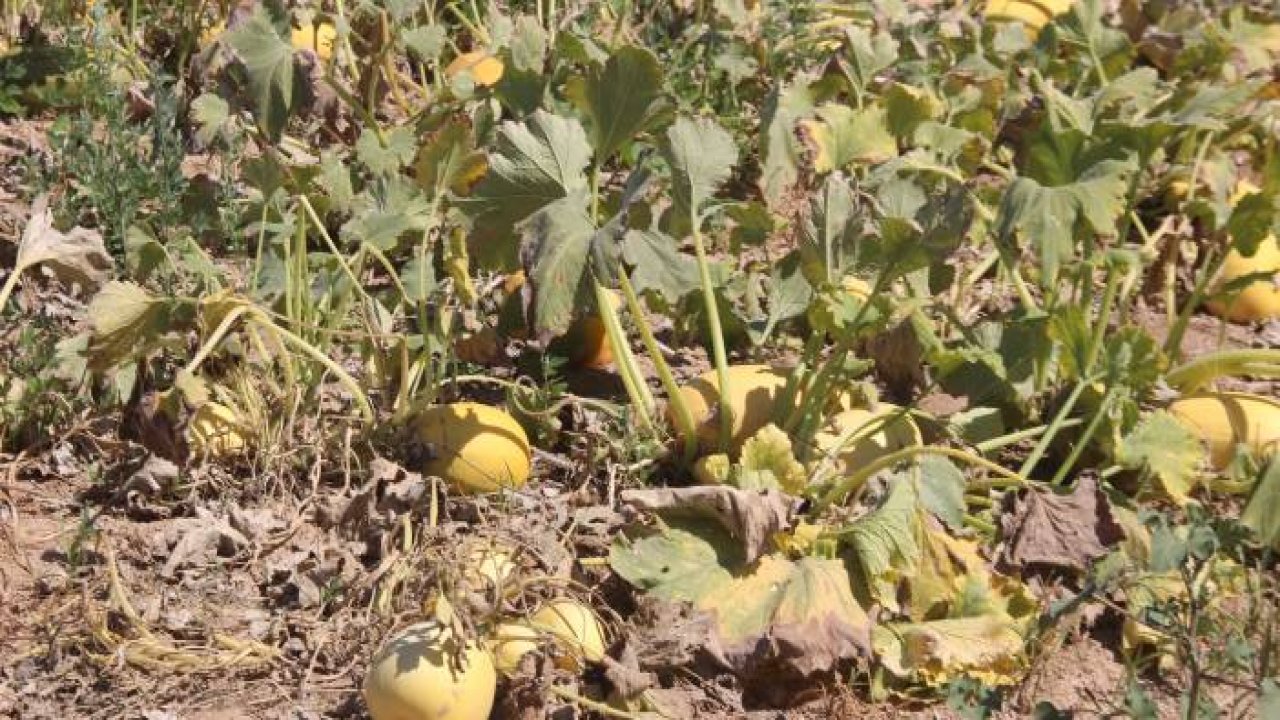 Merak üzerine ekmeye başladı, üretimini her yıl arttırdı