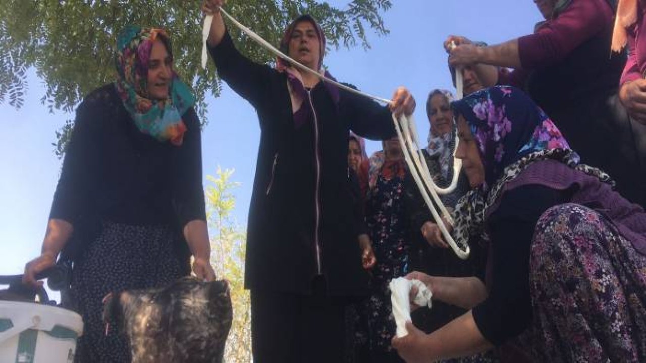 Kadınlar el ele verip 8 çeşit peynir üretti