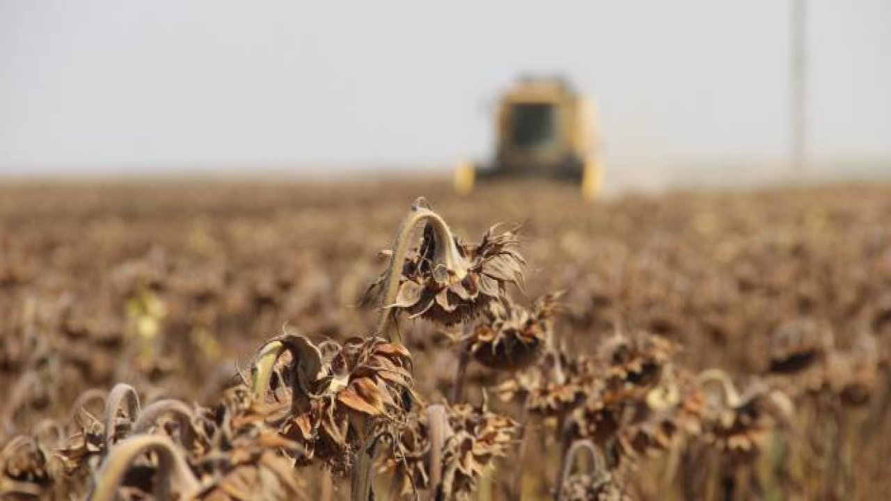 Konya Ovasında ayçiçek hasadı zamanı