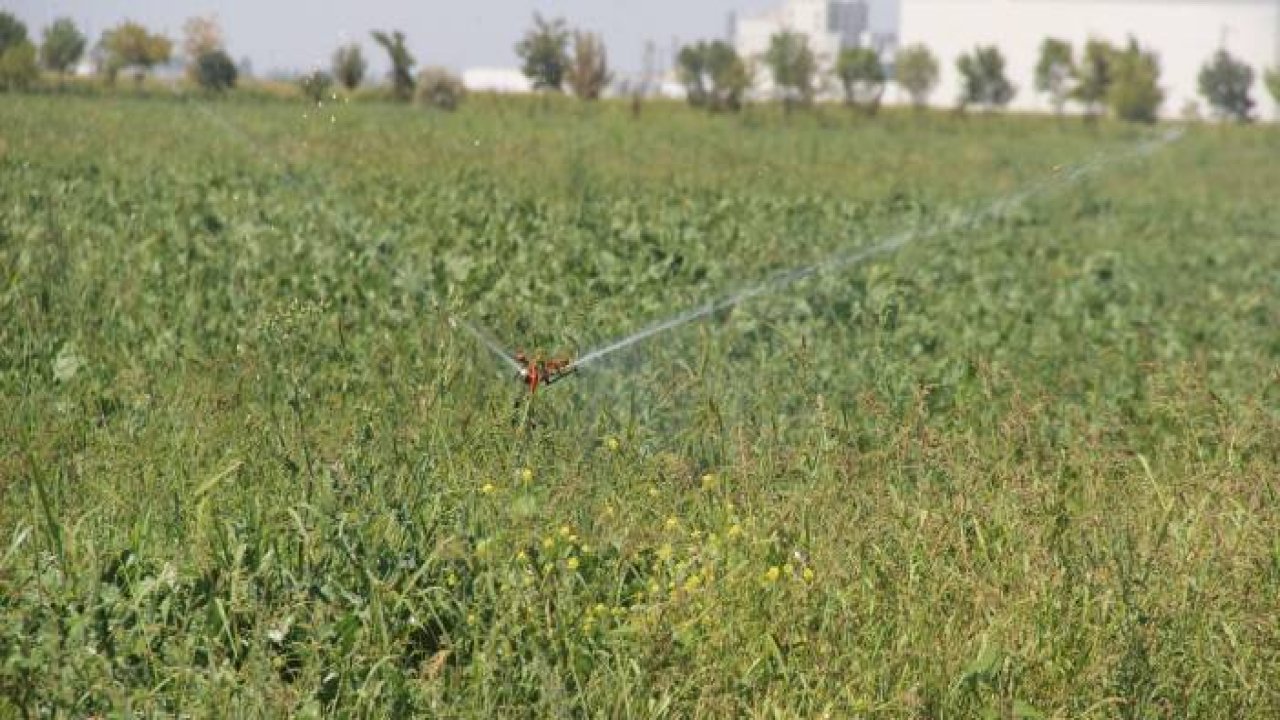 Konya Ovası'nda pancarda olumsuzluk görünmüyor